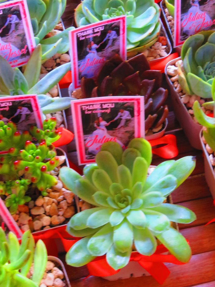 Succulents Cebu and Cactus Collection Cassiel's Succulent World A