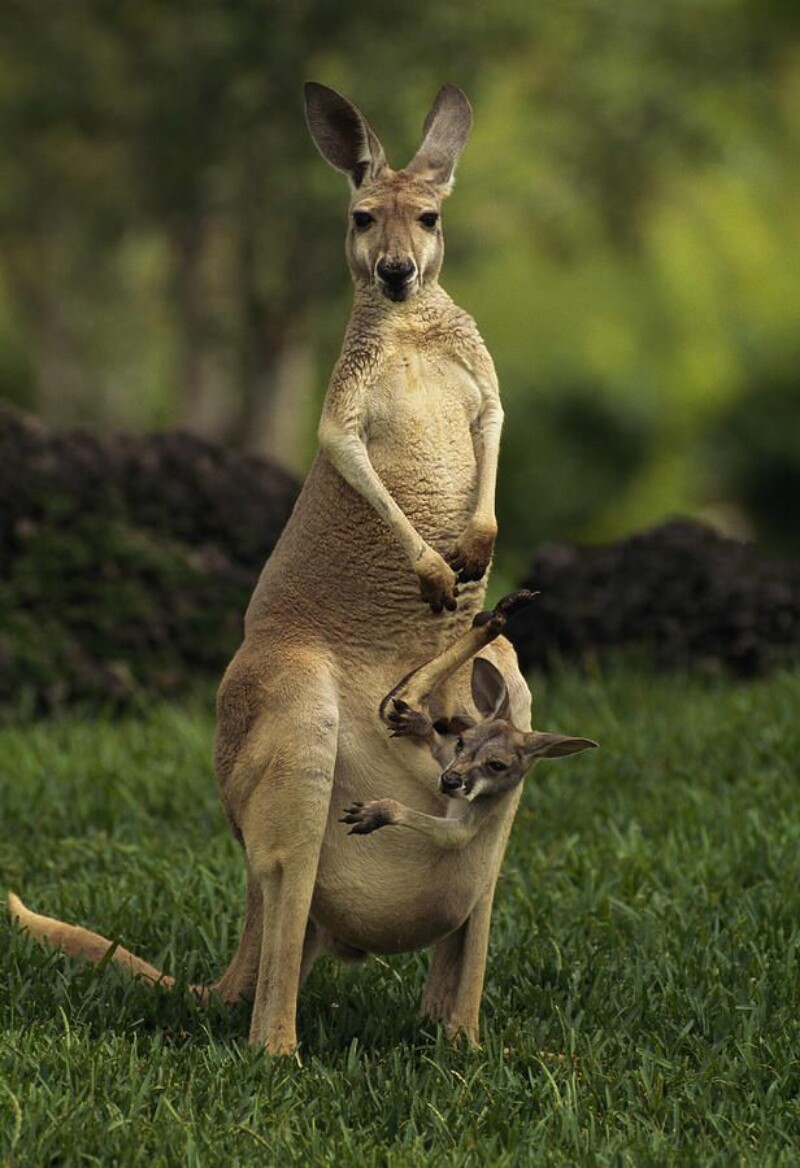 Animals Beautiful Australia Kangaroo Wallpapers