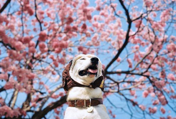 Bị bỏ rơi, bị ung thư và bây giờ là chú chó hạnh phúc nhất thế gian