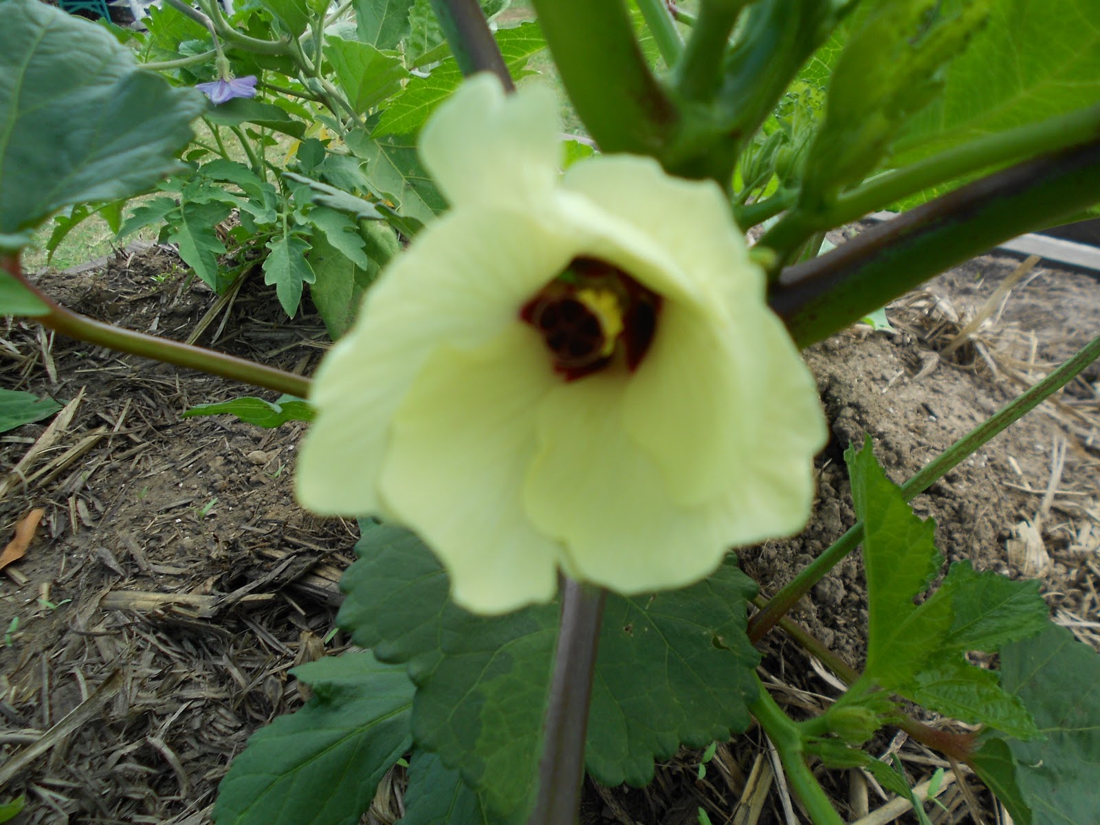 Two Days at a Time Okra Flower