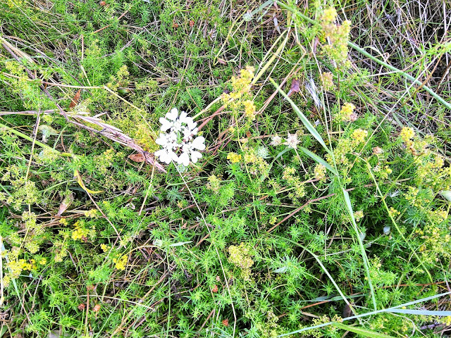summer wildflower identification