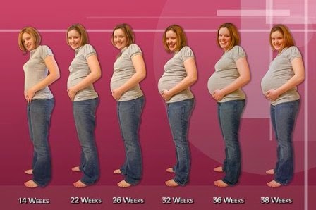 perkembangan kehamilan