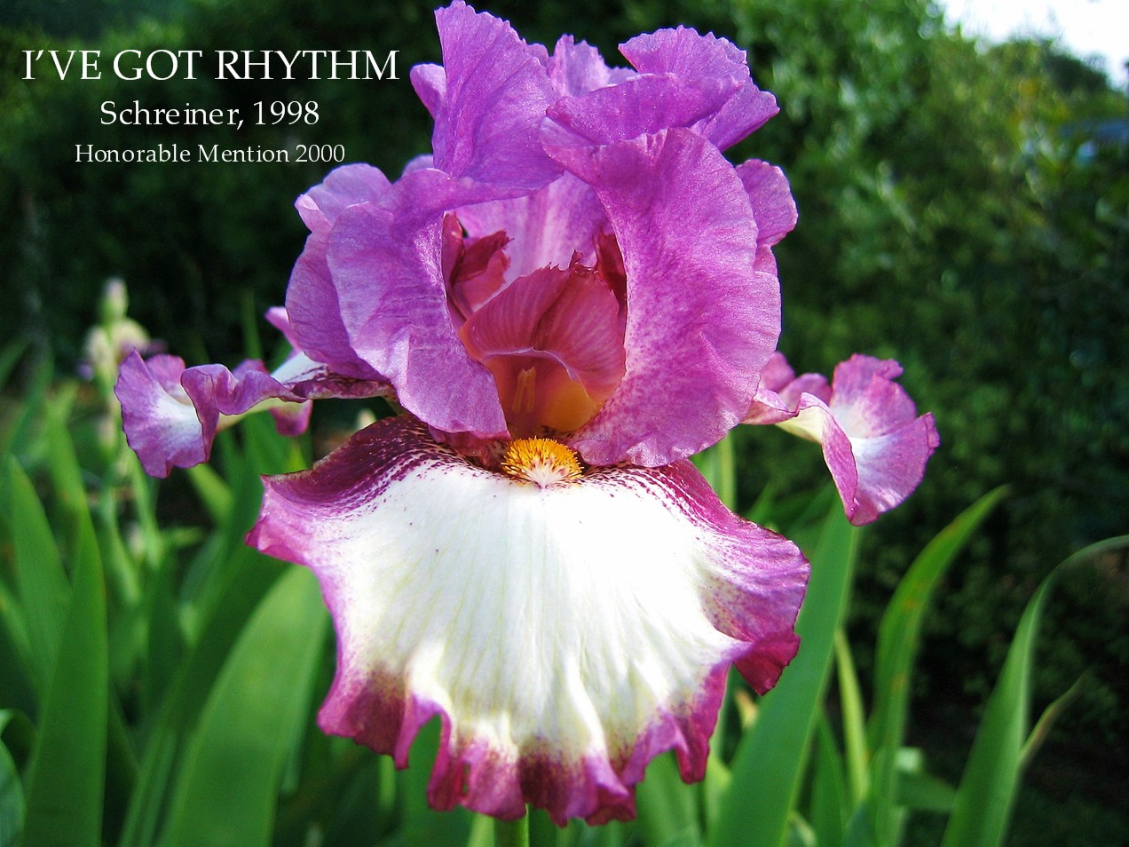 ирис бородатый кринолин. ирис карлик blend of blue. ирис ocelot. ирис i love a parade. ирис maybe magic.