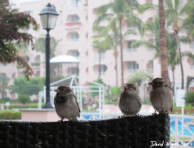 birds watching us eat at restaurant, 3 birds
