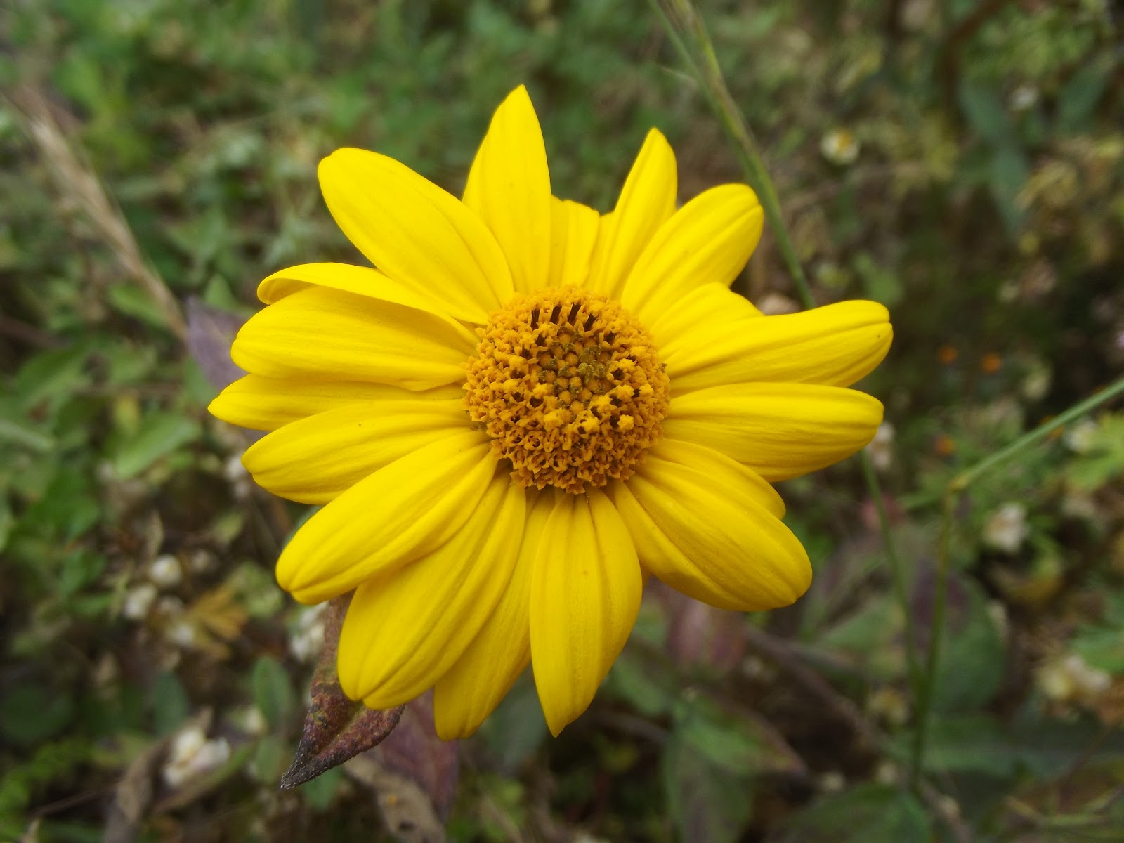 Andy's Fragments Flowers of the Inca Trail in Peru