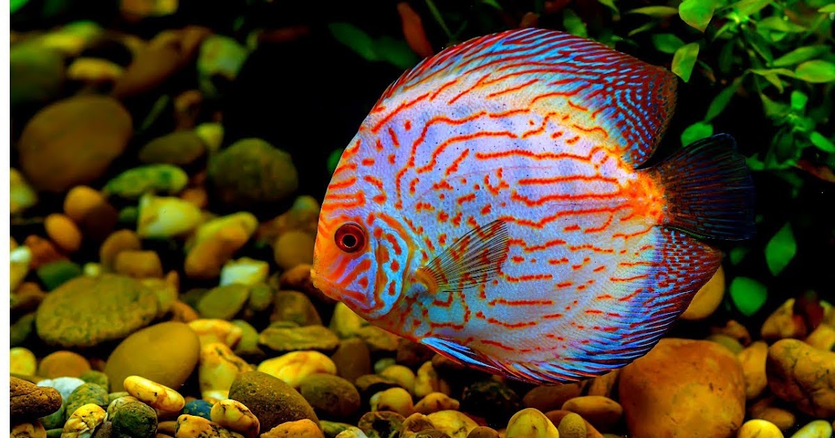Types of Discus Fish Disease and How to Treat Them fishhobbyist