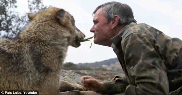 wolf love at first bite wolf love at first bite