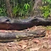 Pescador flagra cobra gigante na floresta amazônica