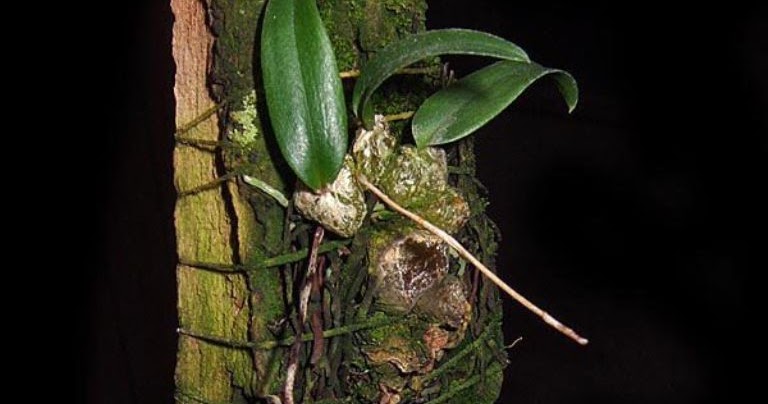 https://listadeorquideasmexicanas.blogspot.com/2012/10/bulbophyllum-jamaicense.html