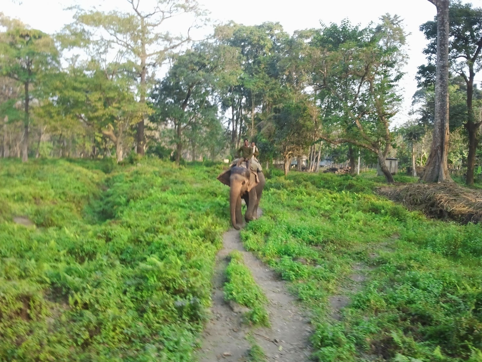 Elephant Safari Jaldapara National Reserve Forest Dooars