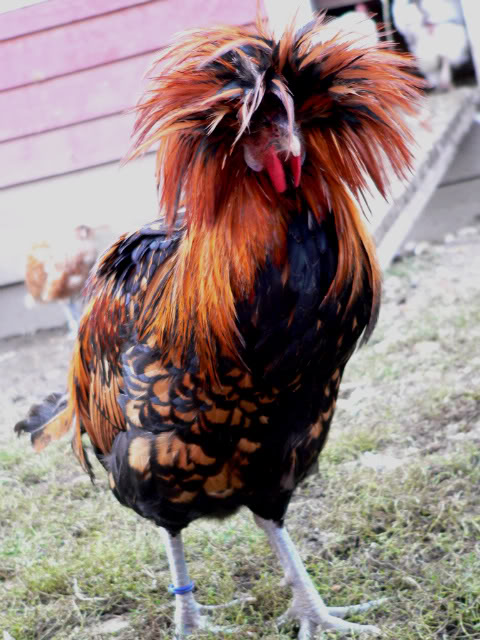 Bytes: Black Chickens and More