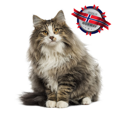 Norwegian Forest Cat: Made in Norway! Norwegian Forest Cat: Made in Norway!