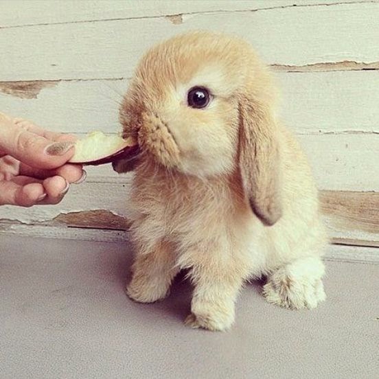 PREDIVNI PATULJASTI KUNIĆI / Rabbit / -I Zečevi-nisu isto.Sve o kunićima.