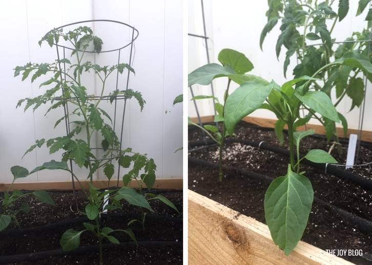 Pepper and tomato plant // www.thejoyblog.net