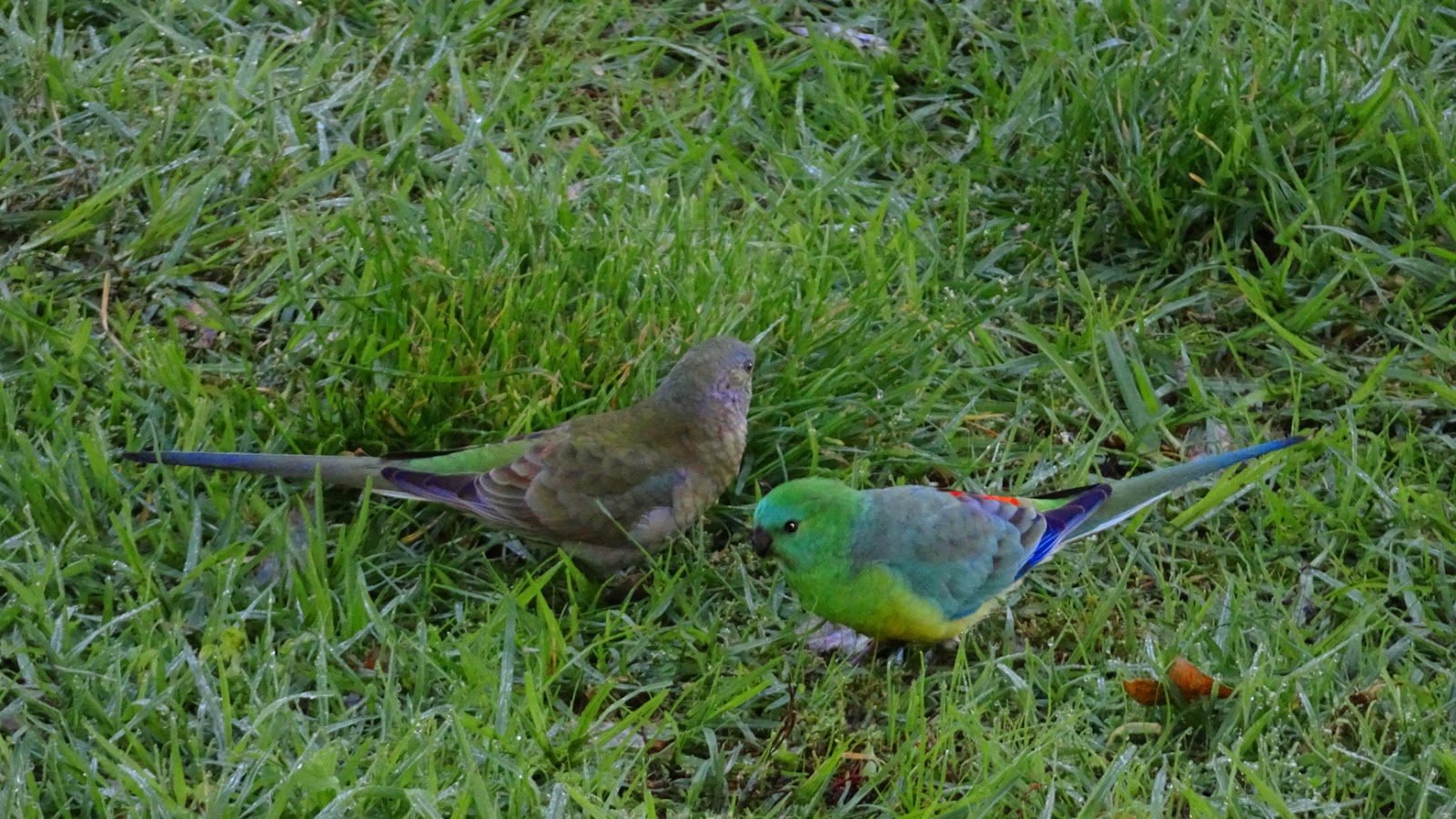 MAP GRASS PARROTS
