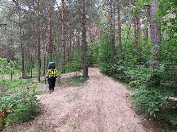Po południowej stronie Apteki las