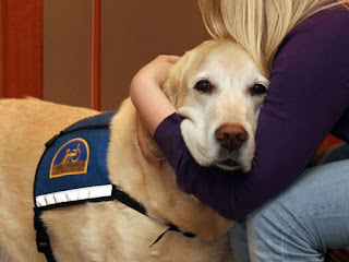 Cachorros são treinados por dois anos para dar suporte emocional às vítimas em tribunais nos Estados Unidos (Foto: Reprodução/Facebook/Courthouse Dogs Foundation)