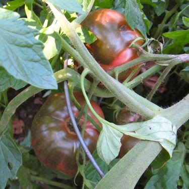 purple cherokee tomato plant