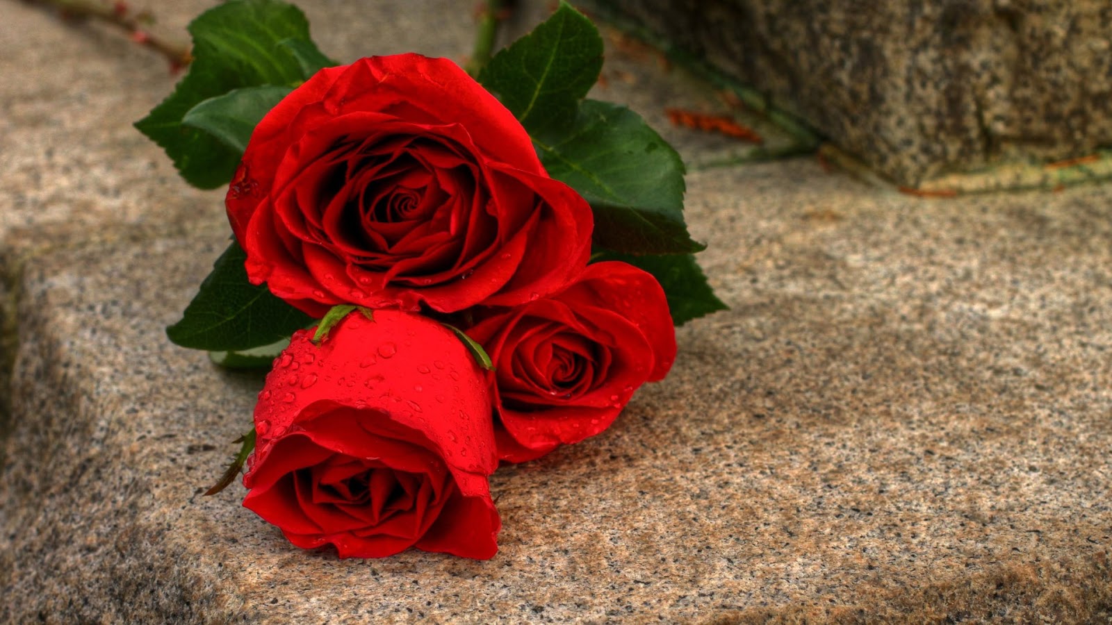 red rose hd wallpapers high definition free background