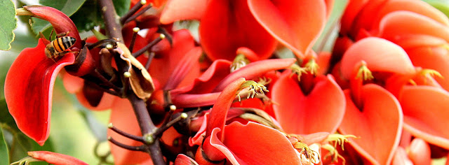 Imagem de flores vermelhas com abelha pousada