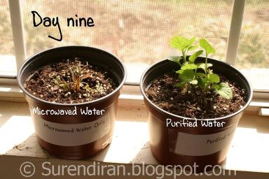 Microwave water kills plant