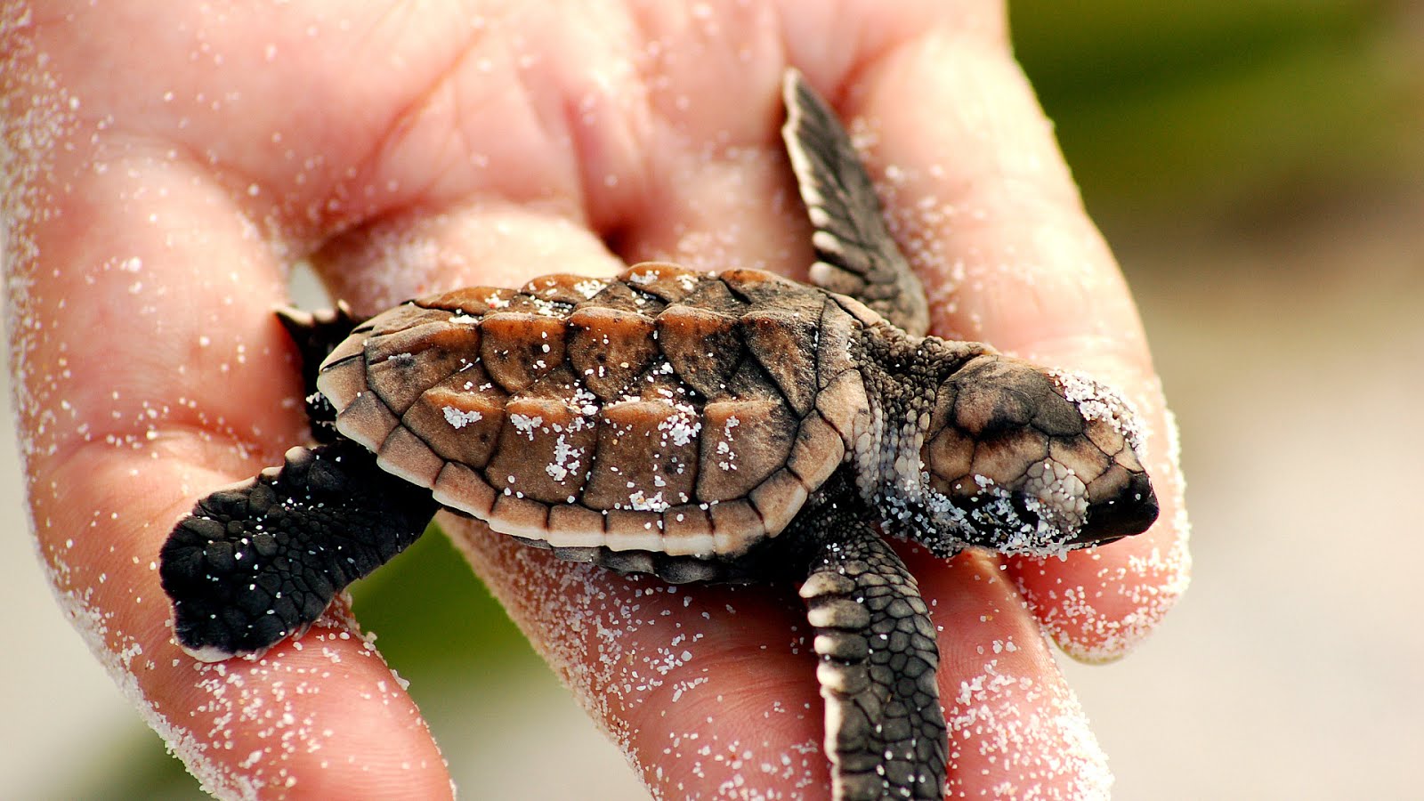 Are Sea Turtles Endangered Danger Choices