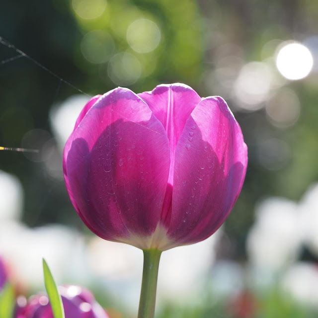 Hình ảnh hoa Tulip Tím & Ý nghĩa của hoa Tulip màu tím là gì?