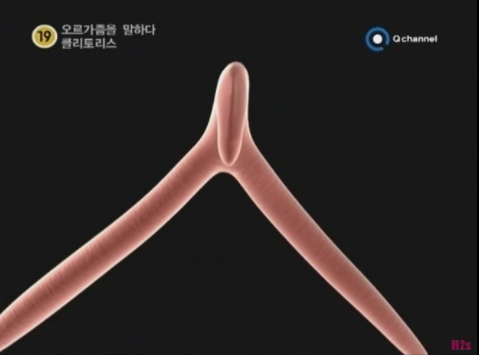 오르가즘을 말하다, 클리토리스 - 디쁠