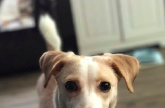 house sitting opportunities luxury long term worldwide dog sitters needed