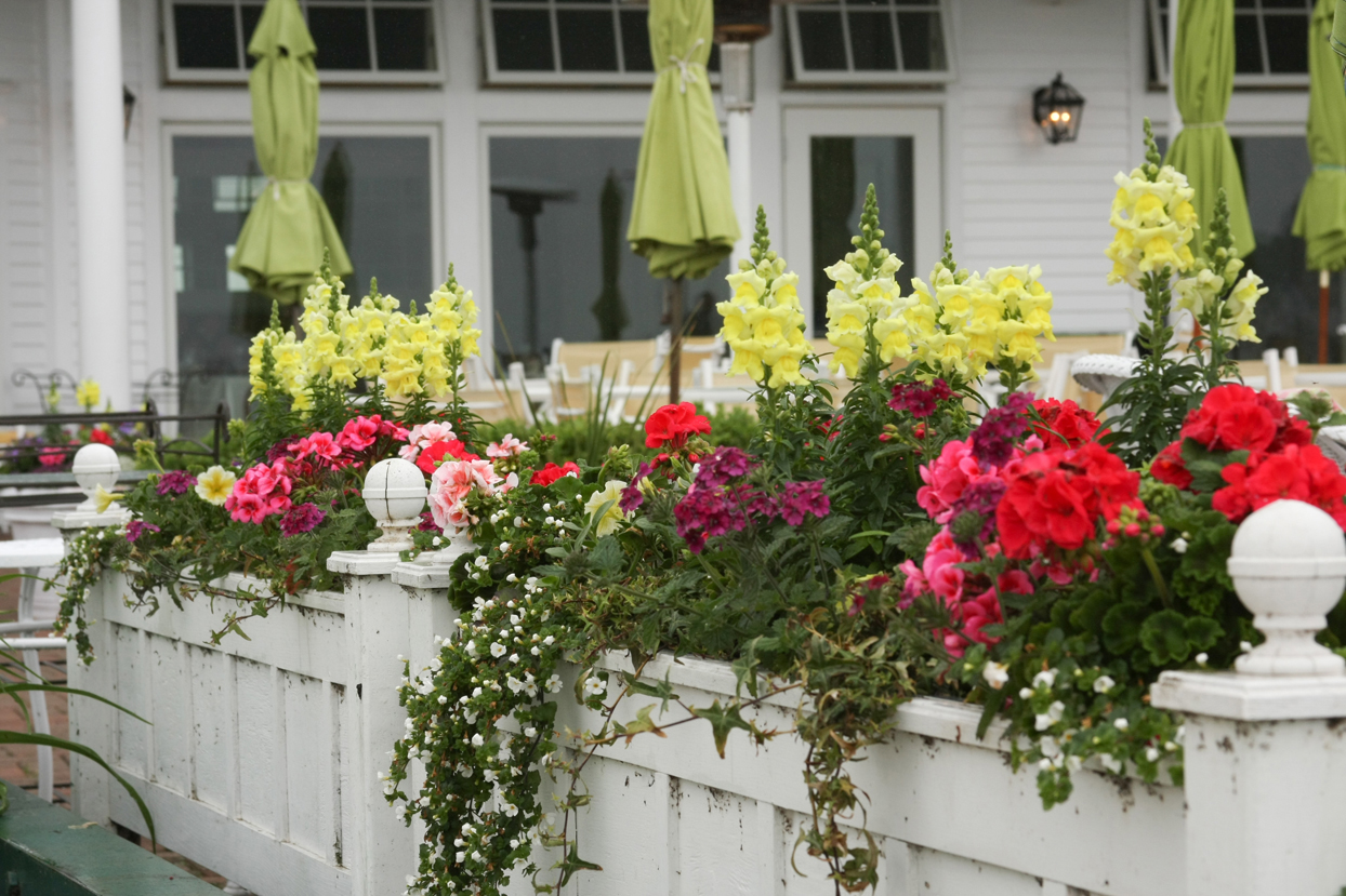 Strange's Garden Center Tips on Feeding Your Summer Annuals