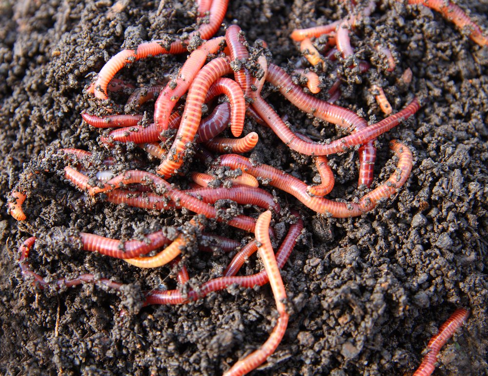 EcoBuzz Blog Composting with worms, without a backyard