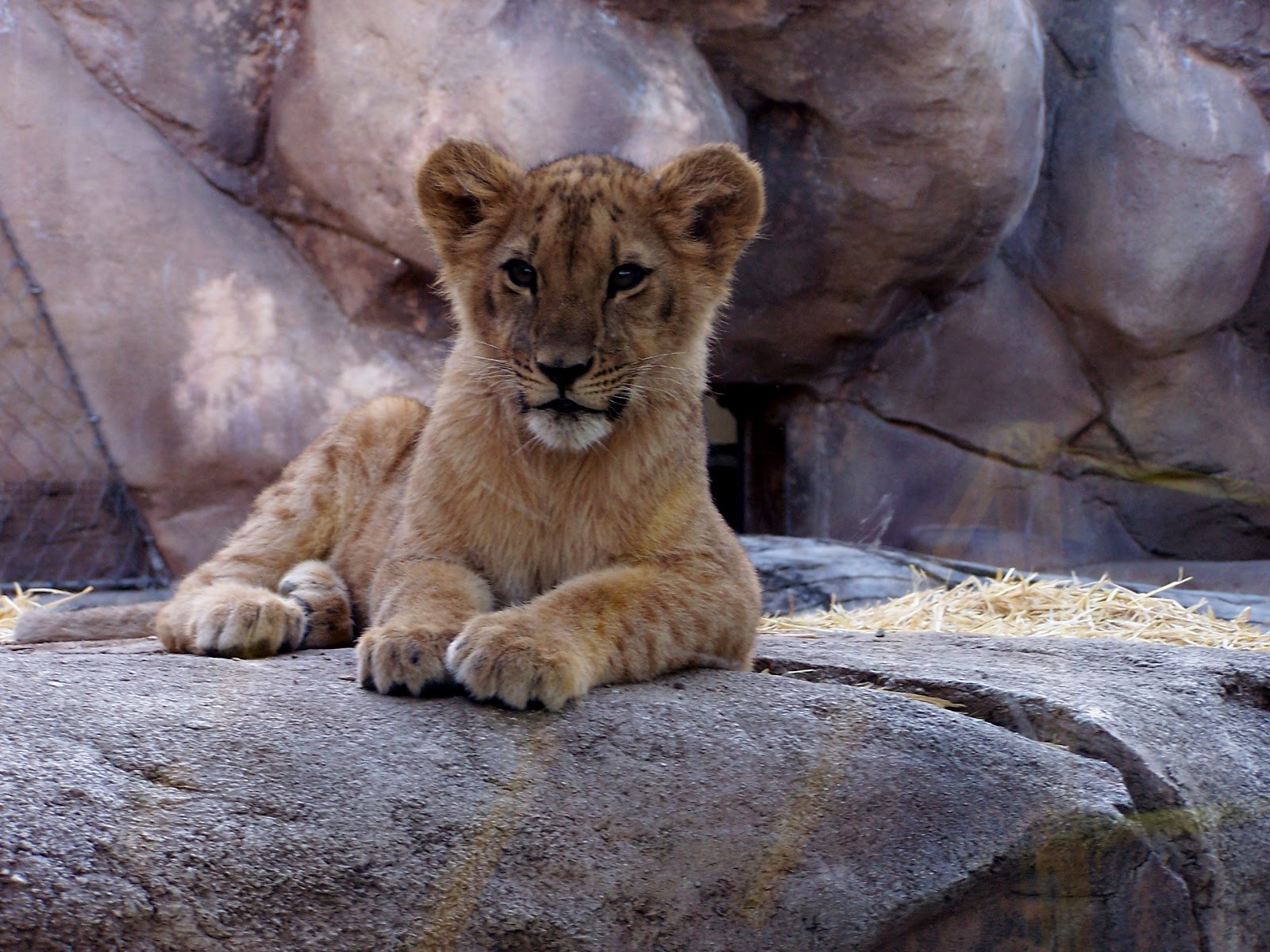 The Natural World: Zoo Babies: Lion Cubs at the Denver Zoo