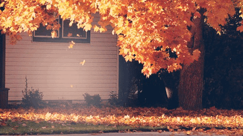Autumn is coming gif feuille 