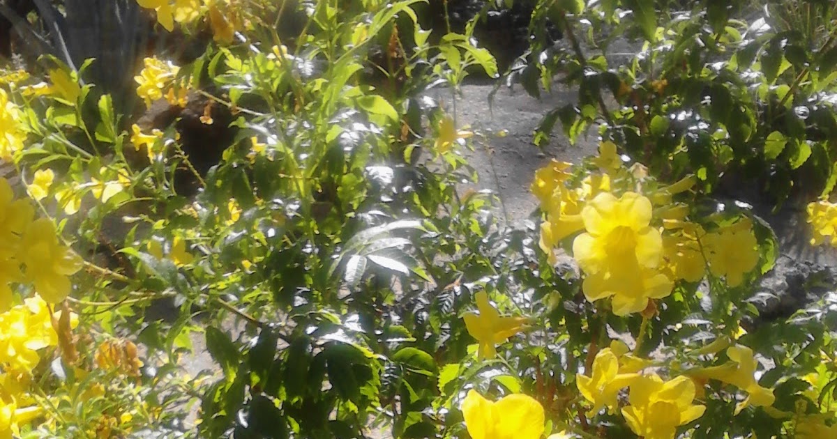 Xtremehorticulture of the Desert How to Prune Yellow Bells