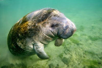 Peixe-boi marinho. Foto: Paddy Ryan Peixe boi, peixe-boi, peixe boi marinho, fotos, fotografia, mamífero, peixe, animal, projeto peixe boi marinho, salve o peixe boi, extinção, marinho, biologia, ecologia, mamífero marinho, mamíferos do mar