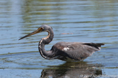 Tricolored Heron
