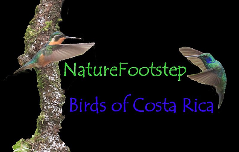 NatureFootstep Birds in  Costa_Rica