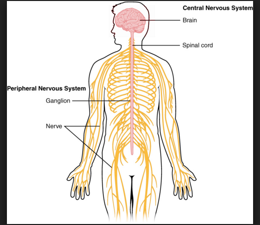 Kennedy Clan Science: Nervous System