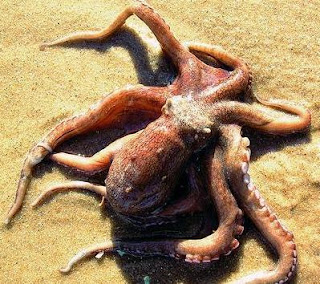 Pulpo agachando la cabeza Pulpo agachando la cabeza