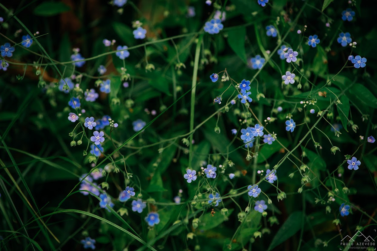 Flores azuis