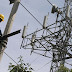 Advierten despido de 10 mil en CFE