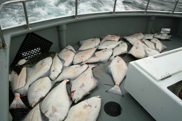 LA PENINSULA DE KENAI - LA ULTIMA FRONTERA. CRONICAS DE ALASKA (7)