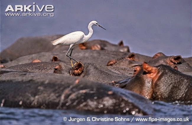 Hippopotamus amphibius