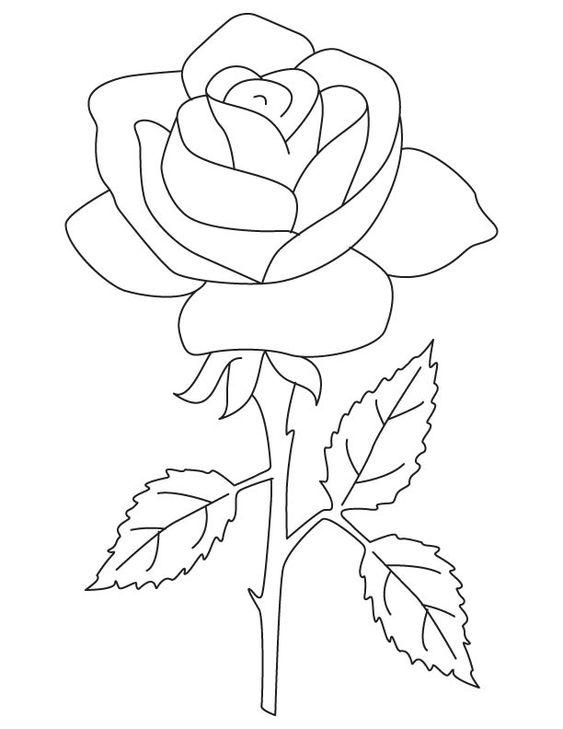Tranh tô màu bông hoa hồng
