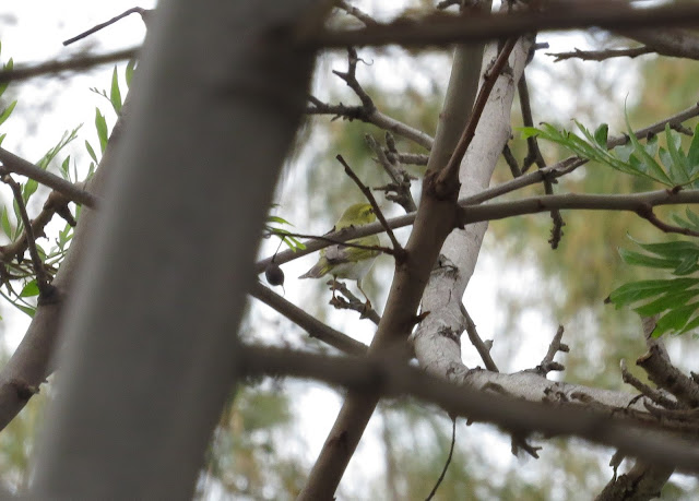 Wood Warbler - Golf Las Americas, Tenerife Wood Warbler - Golf Las Americas, Tenerife