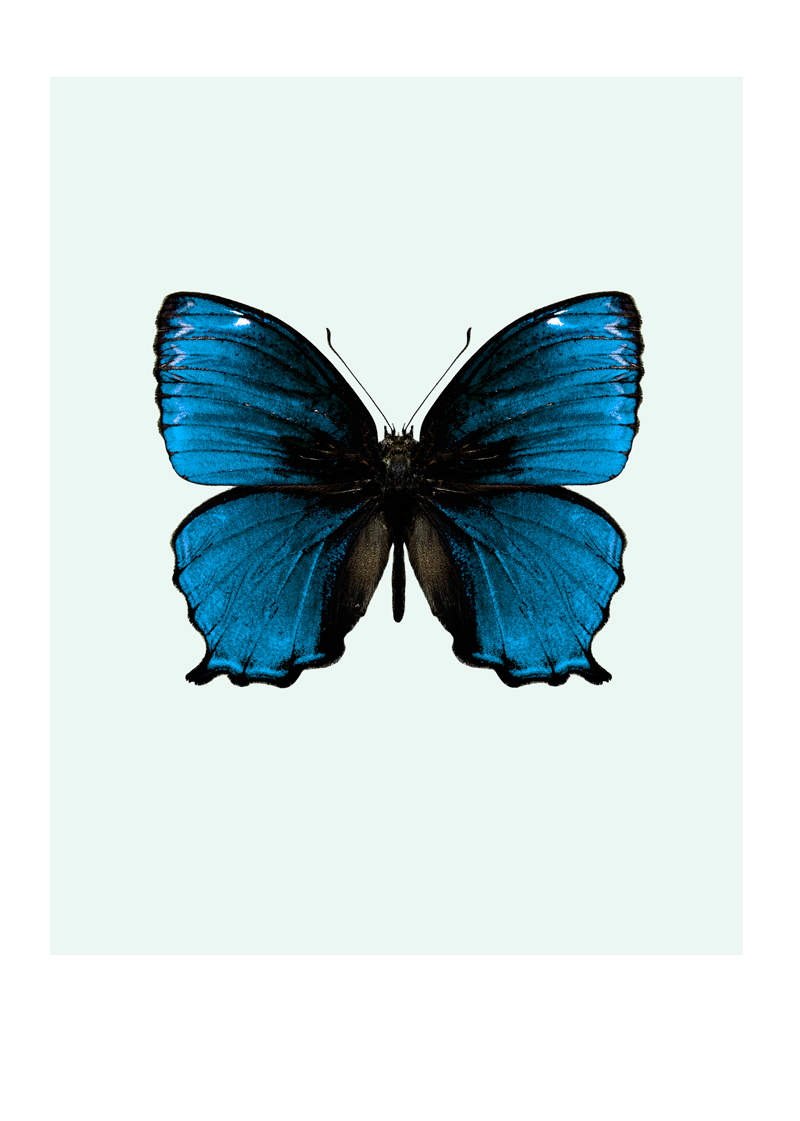 Butterfly Photo Print For Sale From A Selection @ nicolettavintage
