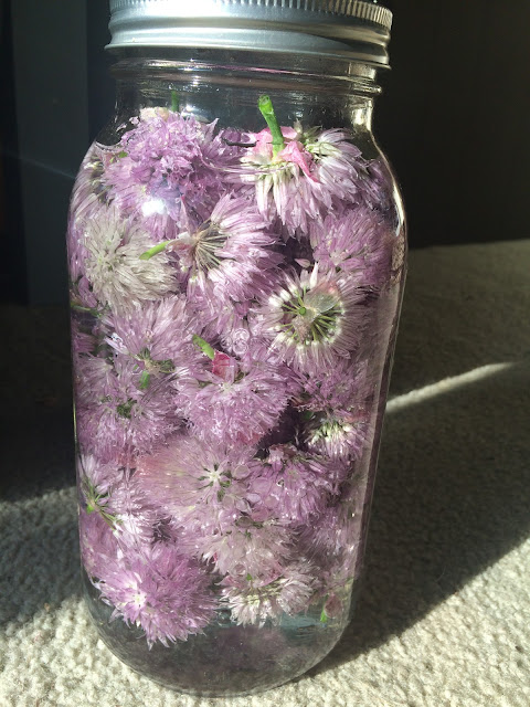 chive flower blossom vinegar