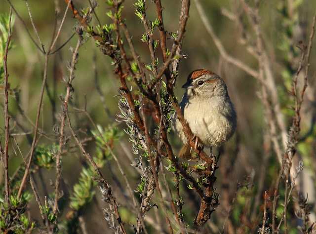 Rufous-crowned Sparrow Rufous-crowned Sparrow