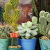 Best cultivation procedure of cactus