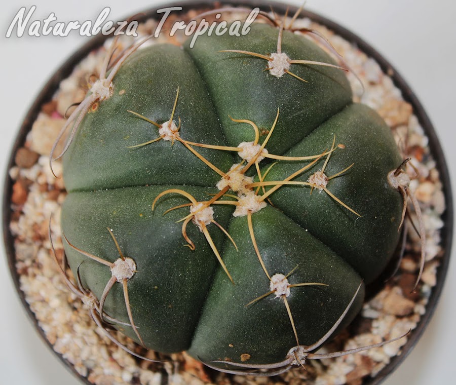 Vista del tallo del cactus araña, Gymnocalycium denudatum